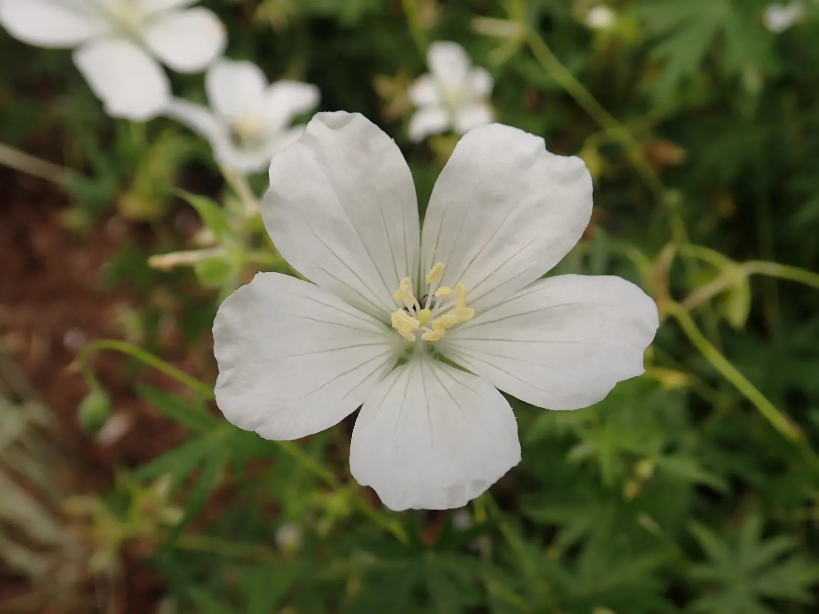 White Cranesbill (Geranium Sanguineum 'Album') — scientifically known as Geranium sanguineum 'Album'