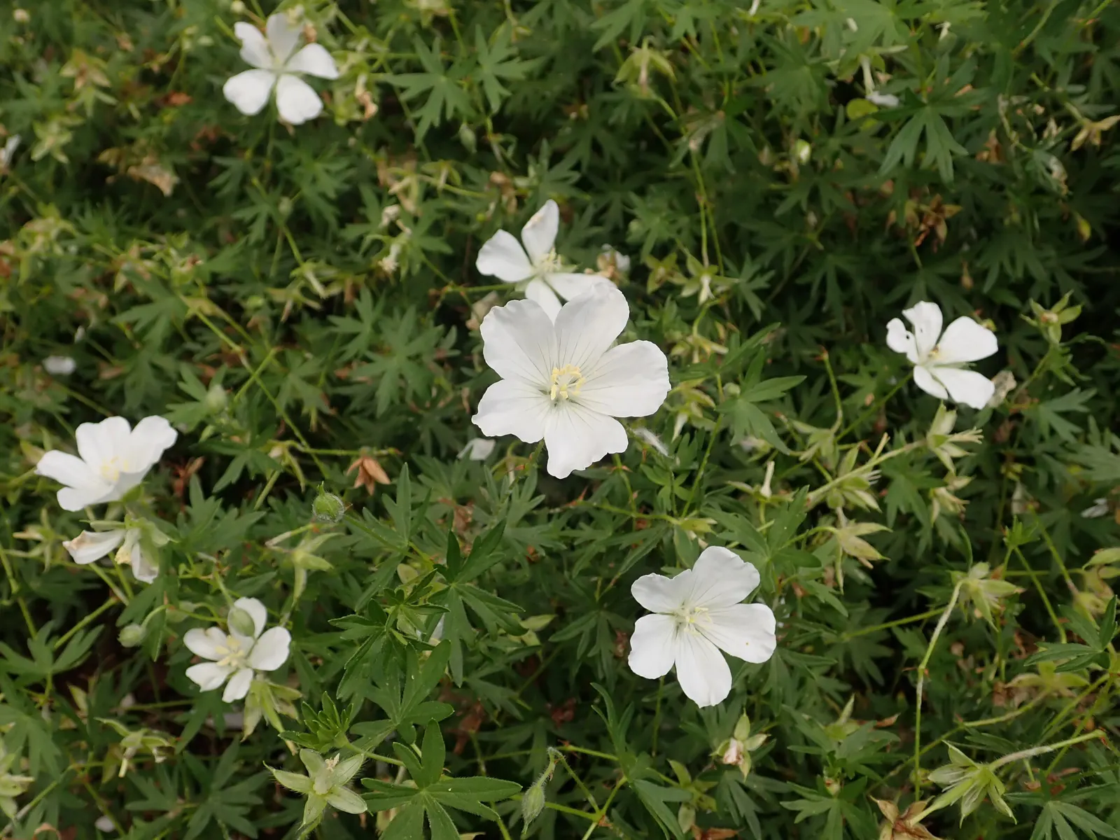 White Cranesbill (Geranium Sanguineum 'Album') — the White Cranesbill boasts five-petalled white flowers that span up to 1.5 inches across
