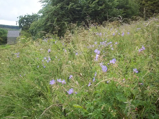 White Cranesbill (Geranium Sanguineum 'Album') — Its striking white flowers