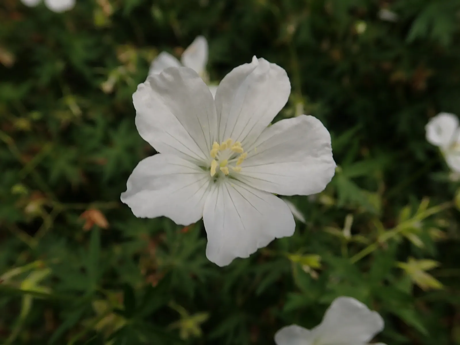 White Cranesbill (Geranium Sanguineum 'Album') — These flowers not only impart a classic charm but are also highly attractive to pollinators such as bees