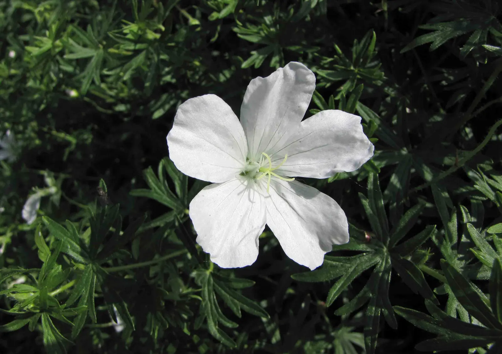White Cranesbill (Geranium Sanguineum 'Album') — enriching your garden's ecosystem