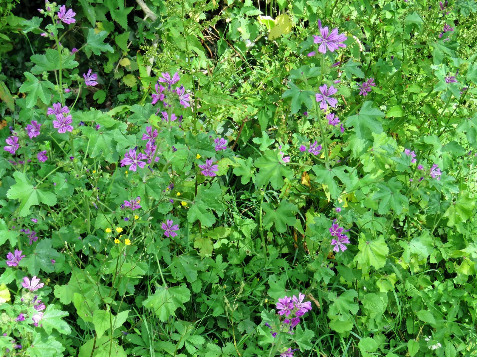 White Cranesbill (Geranium Sanguineum 'Album') — bloom from late spring to early fall