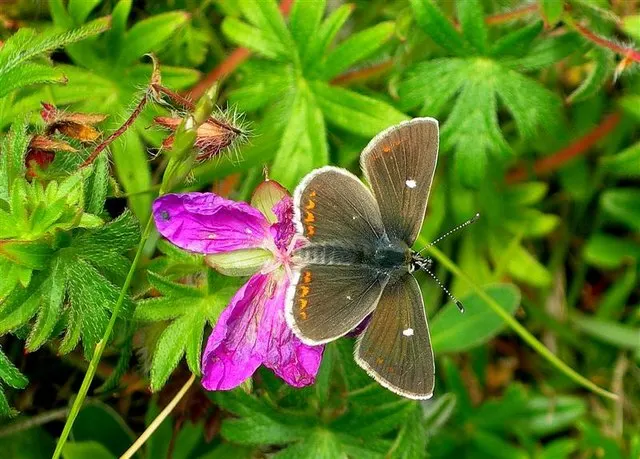 White Cranesbill (Geranium Sanguineum 'Album') — Ideal for borders or groundcover, it boasts a low-maintenance profile and attracts pollinators