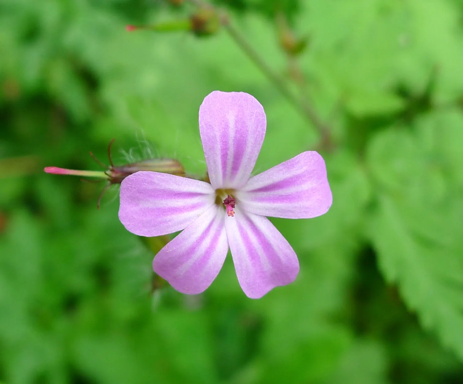 White Cranesbill (Geranium Sanguineum 'Album') — White Cranesbill, or Geranium sanguineum 'Album', is a resilient perennial offering a carpet of foliage