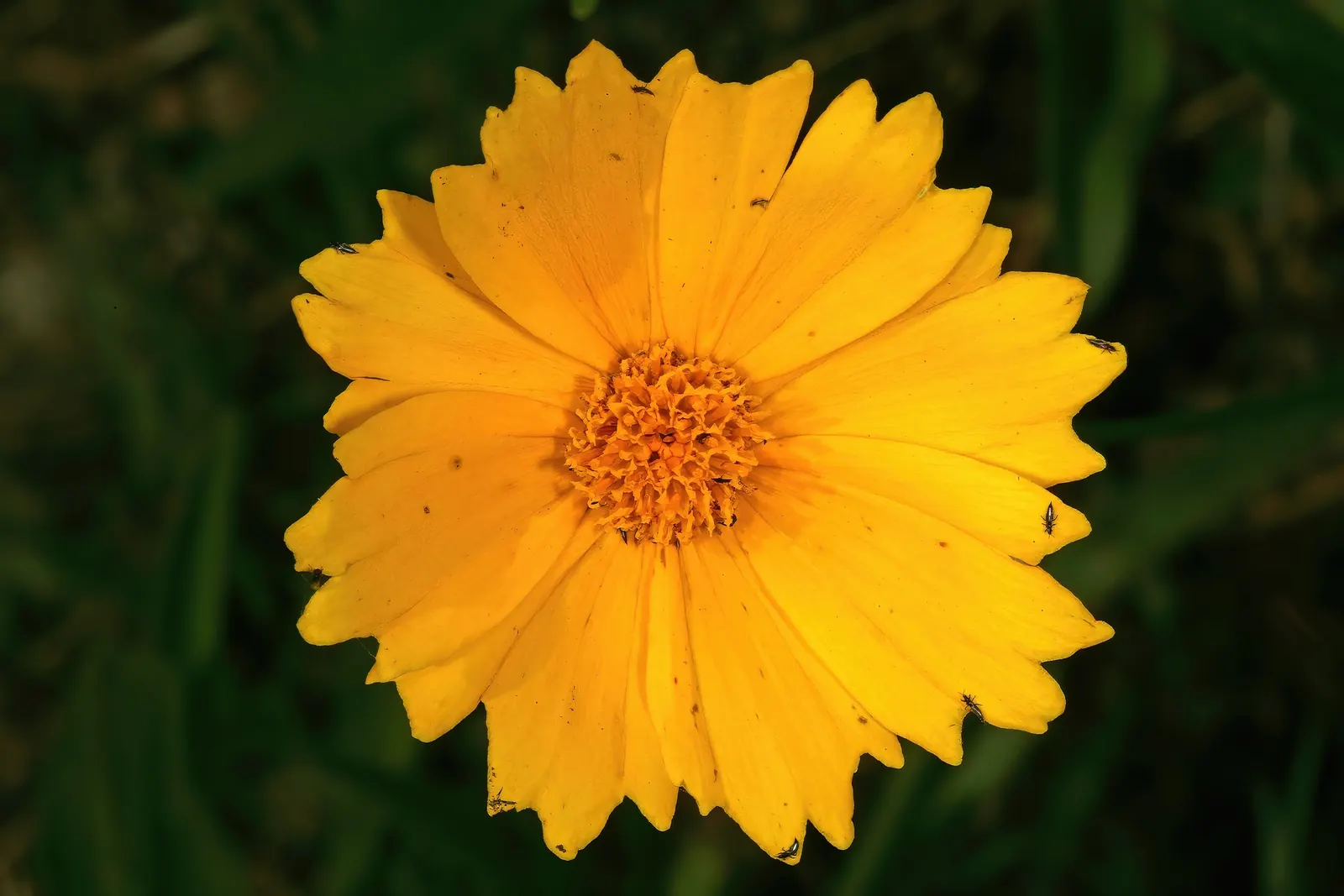 Lance Coreopsis (Coreopsis Lanceolata) — Coreopsis lanceolata, or Lanceleaf Coreopsis, is an herbaceous perennial with sunny yellow flowers; its, image 57