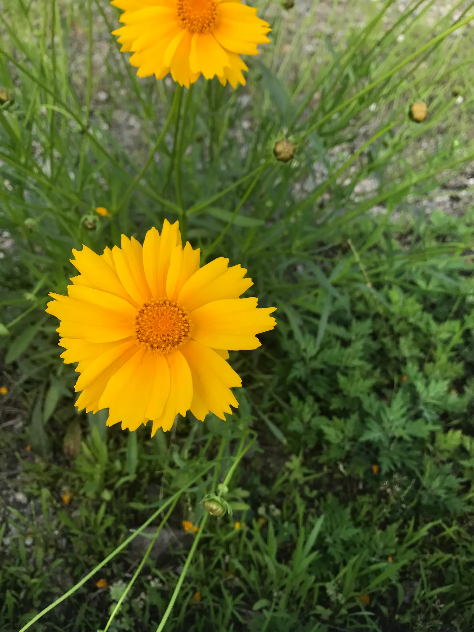 Lance Coreopsis (Coreopsis Lanceolata) — allowing each plant enough room to spread approximately 1 to 2 feet wide; lance Coreopsis is an excellent attractor of