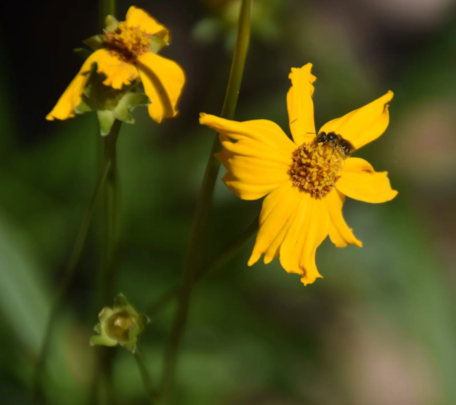Lance Coreopsis (Coreopsis Lanceolata) — is a resilient and vibrant perennial that brings a splash of color to any garden with minimal maintenance, image 63