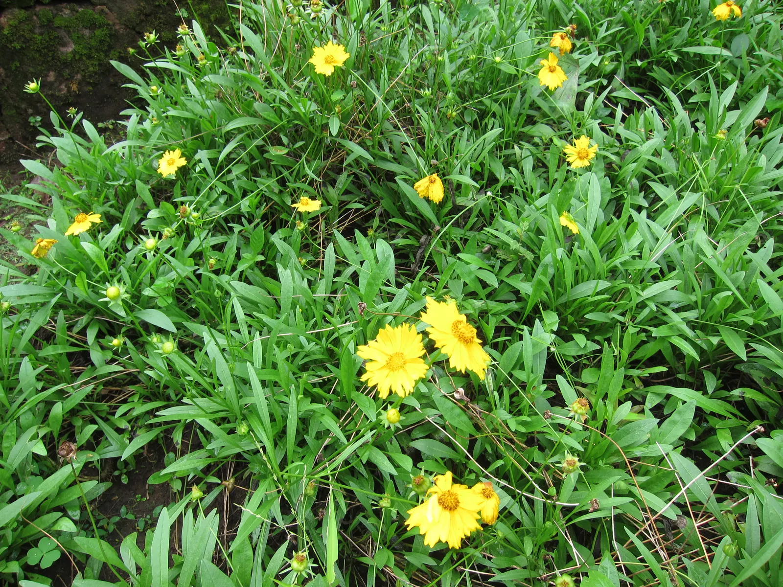 Lance Coreopsis (Coreopsis Lanceolata) — perennial with yellow blooms