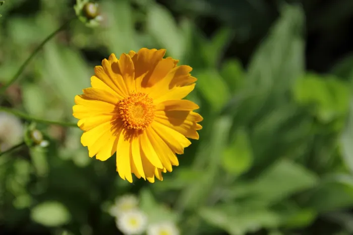 Lance Coreopsis (Coreopsis Lanceolata) — enhancing the ecological value of your garden; coreopsis lanceolata enriches any landscape with its sunny blooms