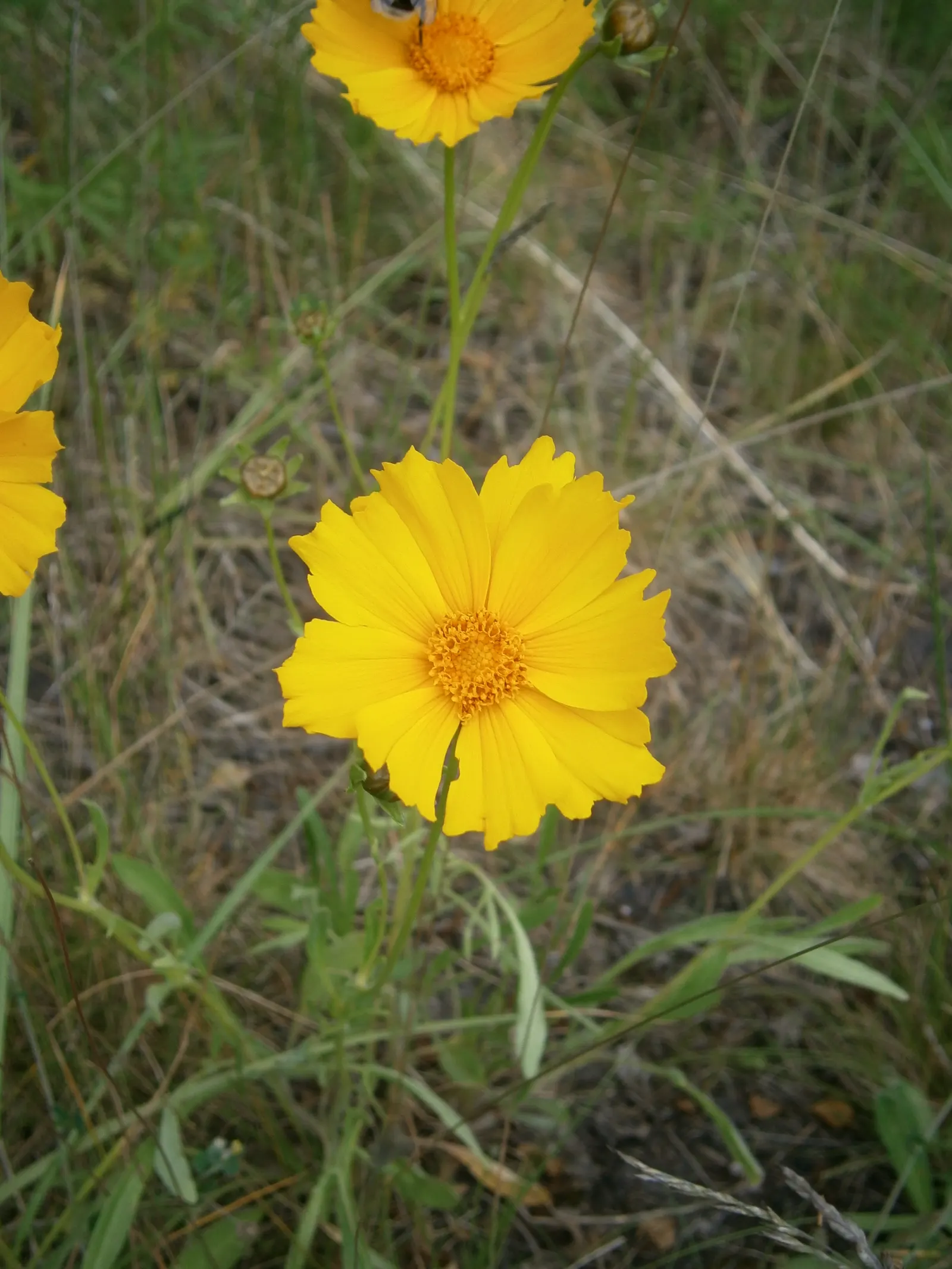 Lance Coreopsis (Coreopsis Lanceolata) — Its lance-shaped leaves attract pollinators, adding vibrancy to gardens; coreopsis lanceolata enriches any, image 60