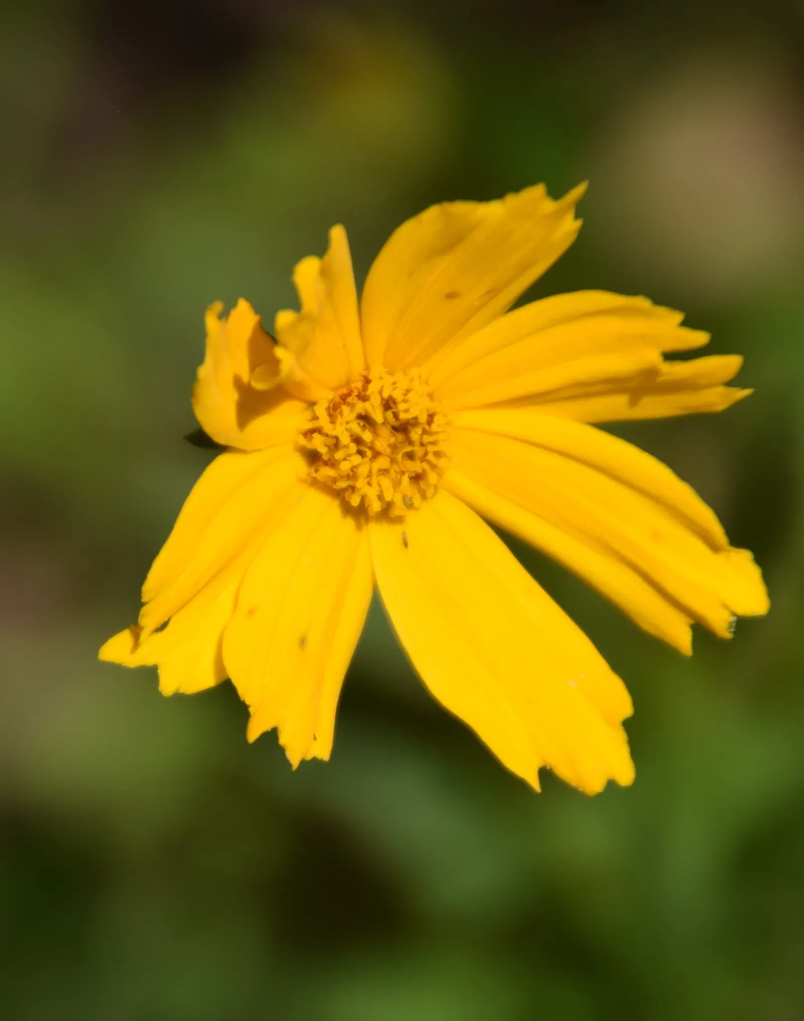 Lance Coreopsis (Coreopsis Lanceolata) — such as butterflies and bees; lance Coreopsis is an excellent attractor of pollinators