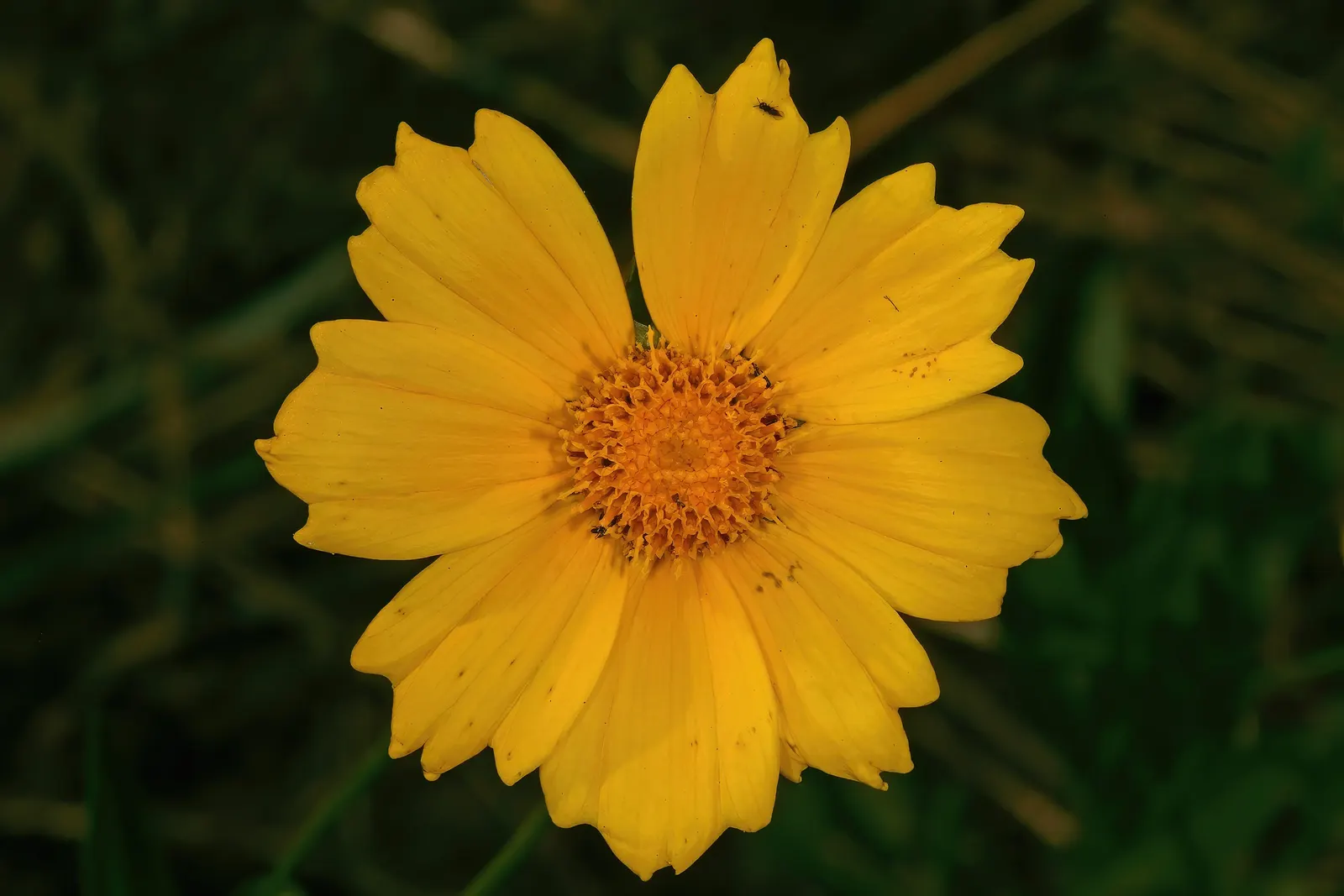 Lance Coreopsis (Coreopsis Lanceolata) — it‚Äôs a low-maintenance option ideal for borders; its lance-shaped leaves attract pollinators, adding, image 61