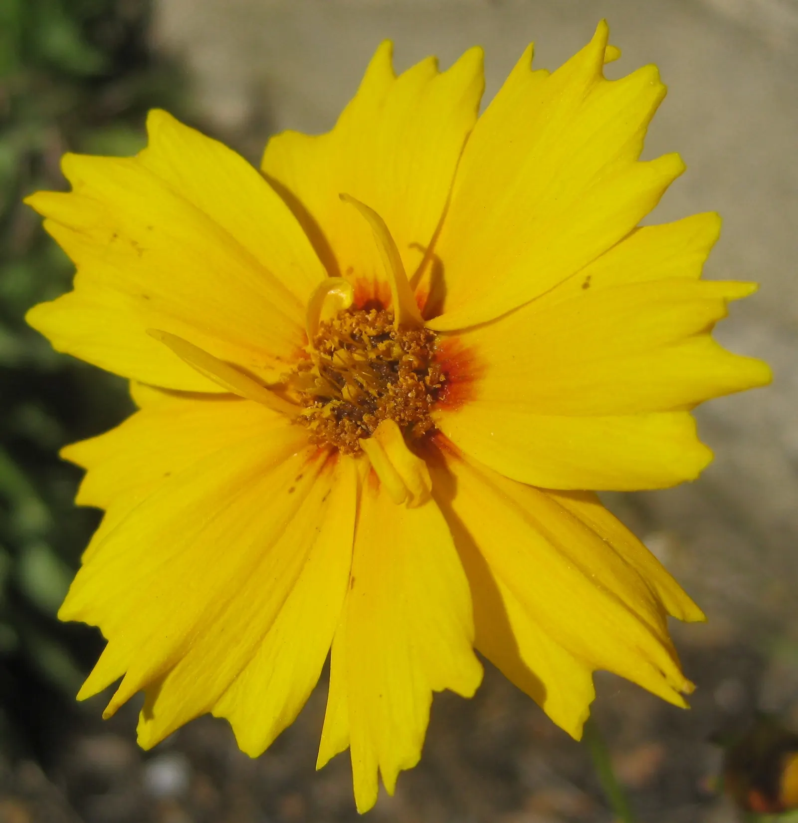 Lance Coreopsis (Coreopsis Lanceolata) — Prefers full sun and well-draining soil, blooming from May to July; lance Coreopsis is an excellent attractor of