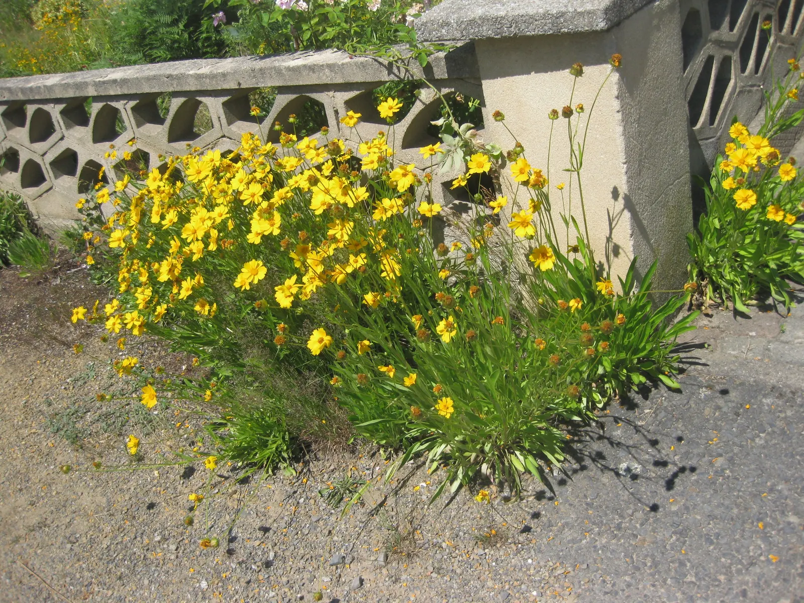 Lance Coreopsis (Coreopsis Lanceolata) — perennial for full