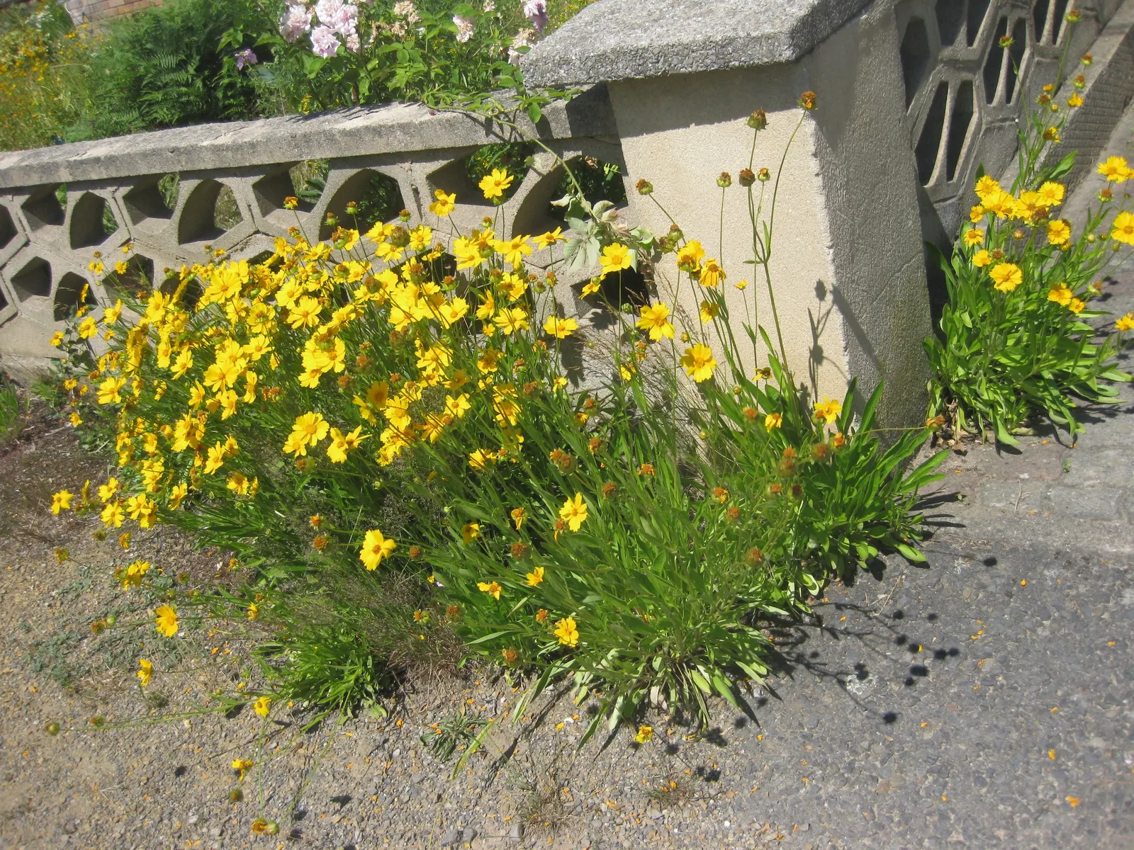 Lance Coreopsis (Coreopsis Lanceolata) — Coreopsis lanceolata enriches any landscape with its sunny blooms