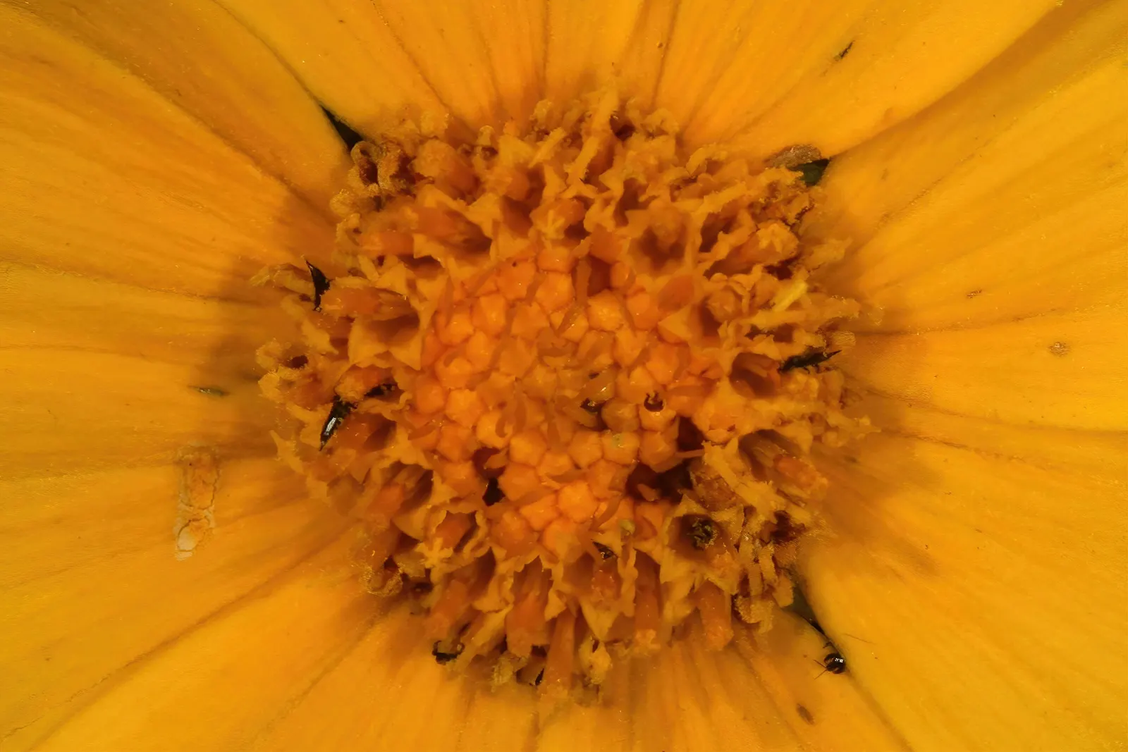 Lance Coreopsis (Coreopsis Lanceolata) — it‚Äôs a low-maintenance option ideal for borders