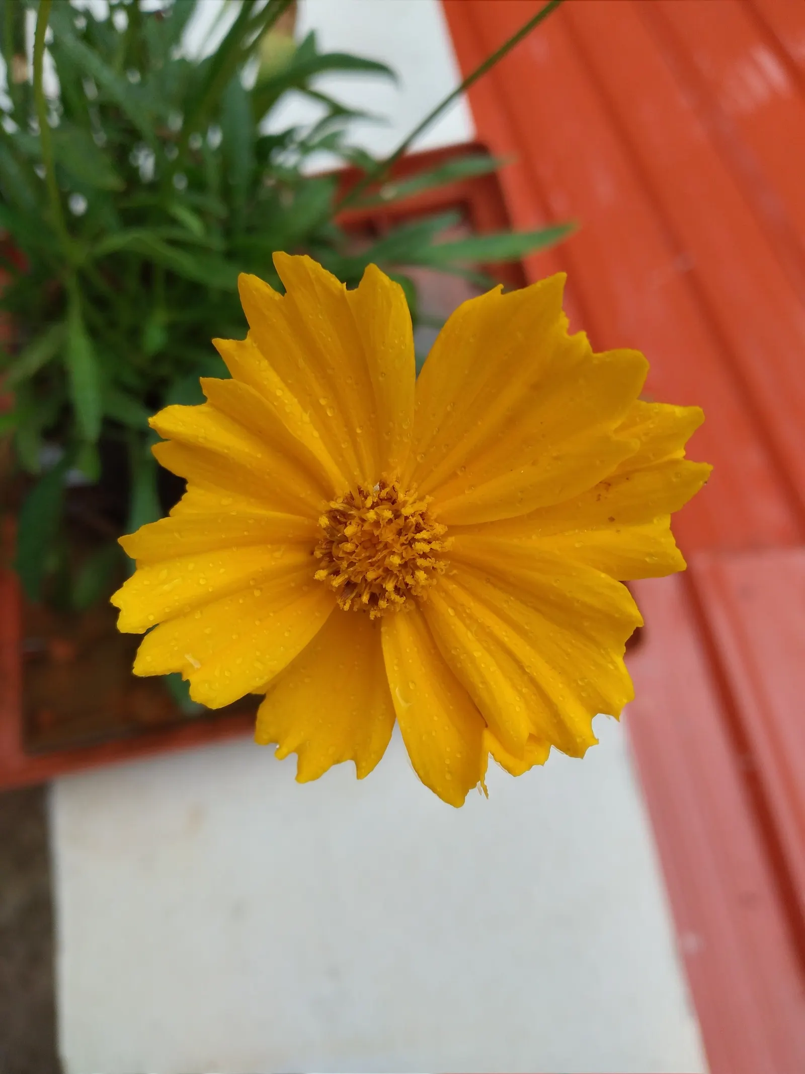 Lance Coreopsis (Coreopsis Lanceolata) — allowing each plant enough room to spread approximately 1 to 2 feet wide
