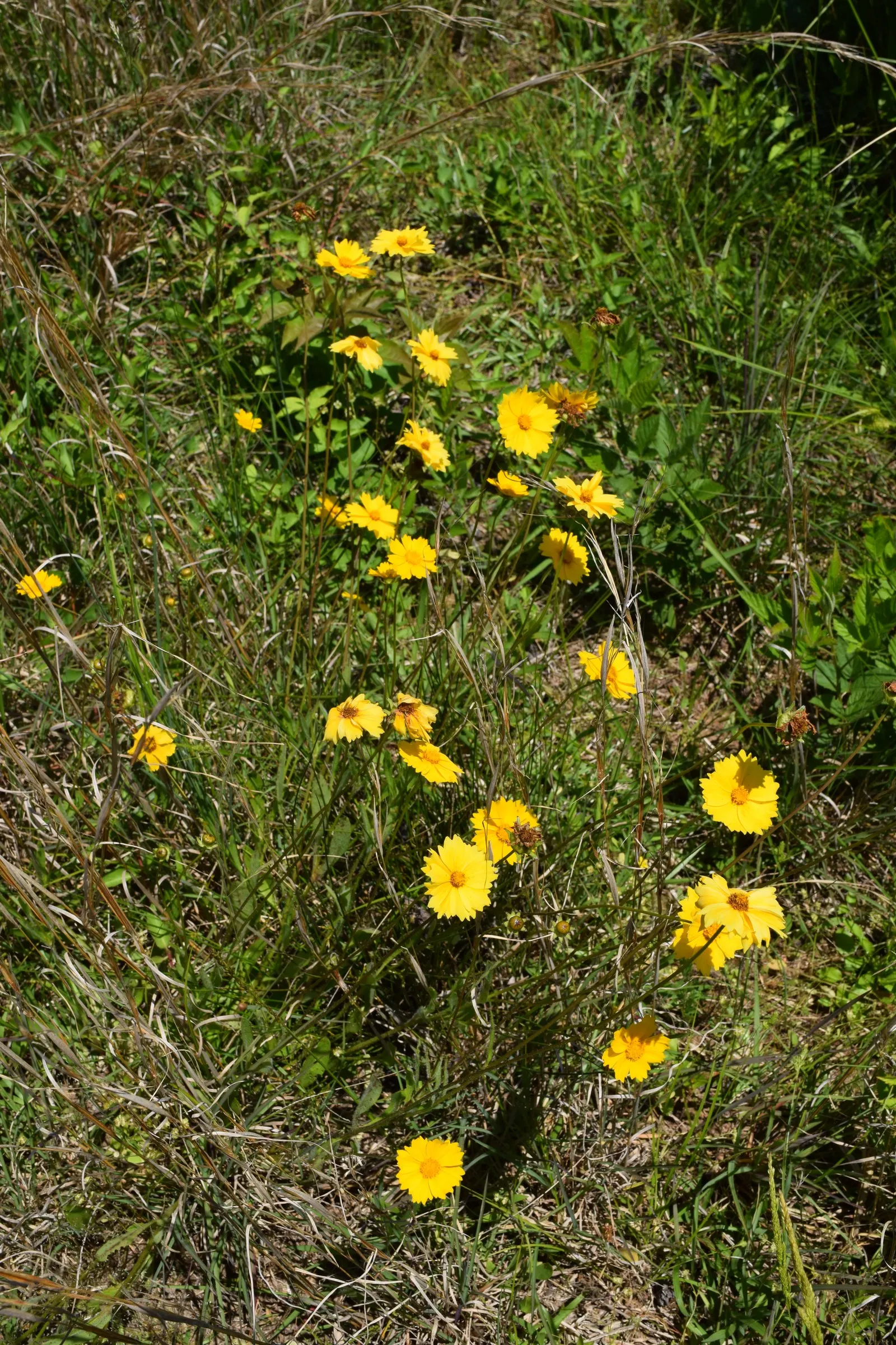 Lance Coreopsis (Coreopsis Lanceolata) — Lance Coreopsis is an excellent attractor of pollinators