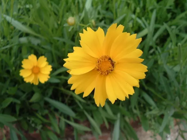 Lance Coreopsis (Coreopsis Lanceolata) — perennial for full; coreopsis lanceolata enriches any landscape with its sunny blooms