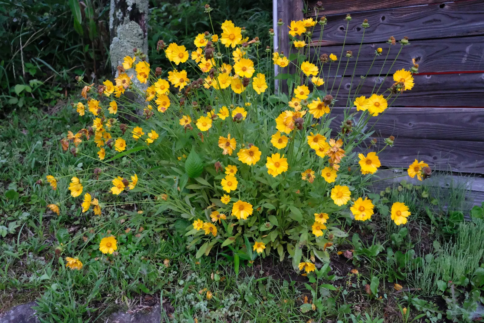 Lance Coreopsis (Coreopsis Lanceolata) — Prefers full sun and well-draining soil, blooming from May to July