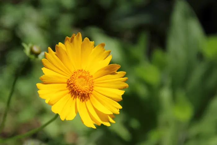 Lance Coreopsis (Coreopsis Lanceolata) — daisy-like flowers with a distinctive