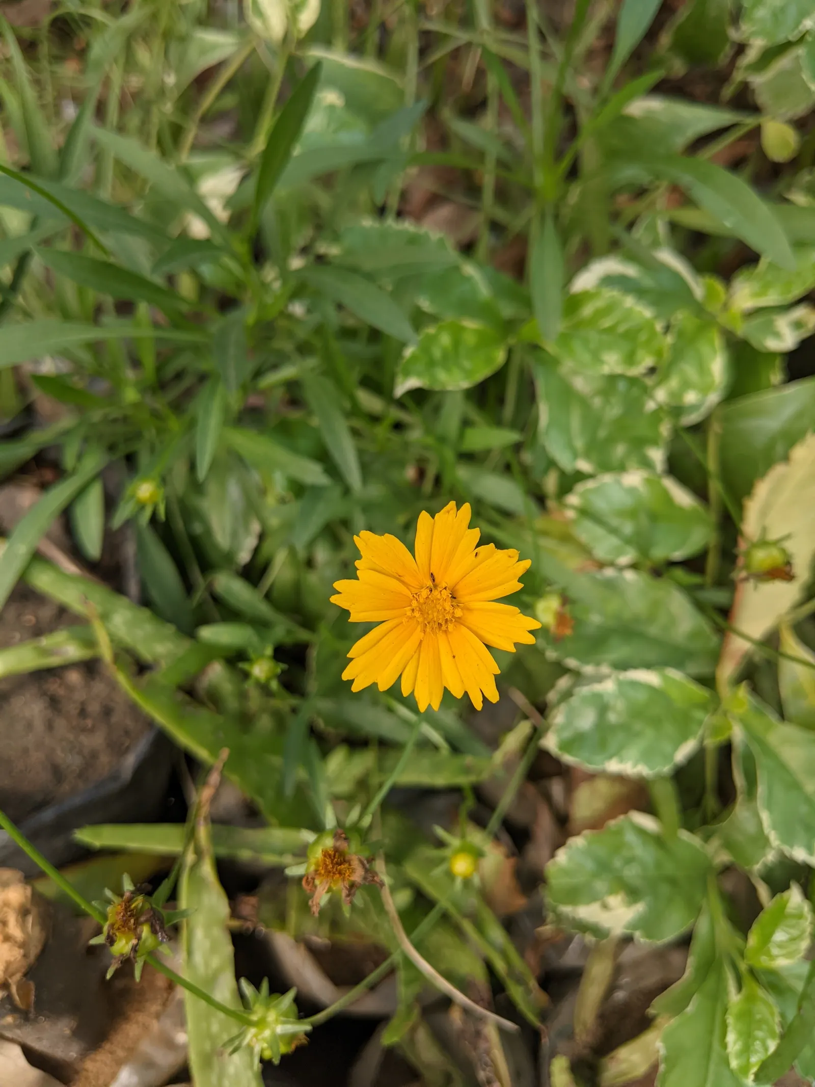 Lance Coreopsis (Coreopsis Lanceolata) — With its carefree growth habit and cheerful disposition