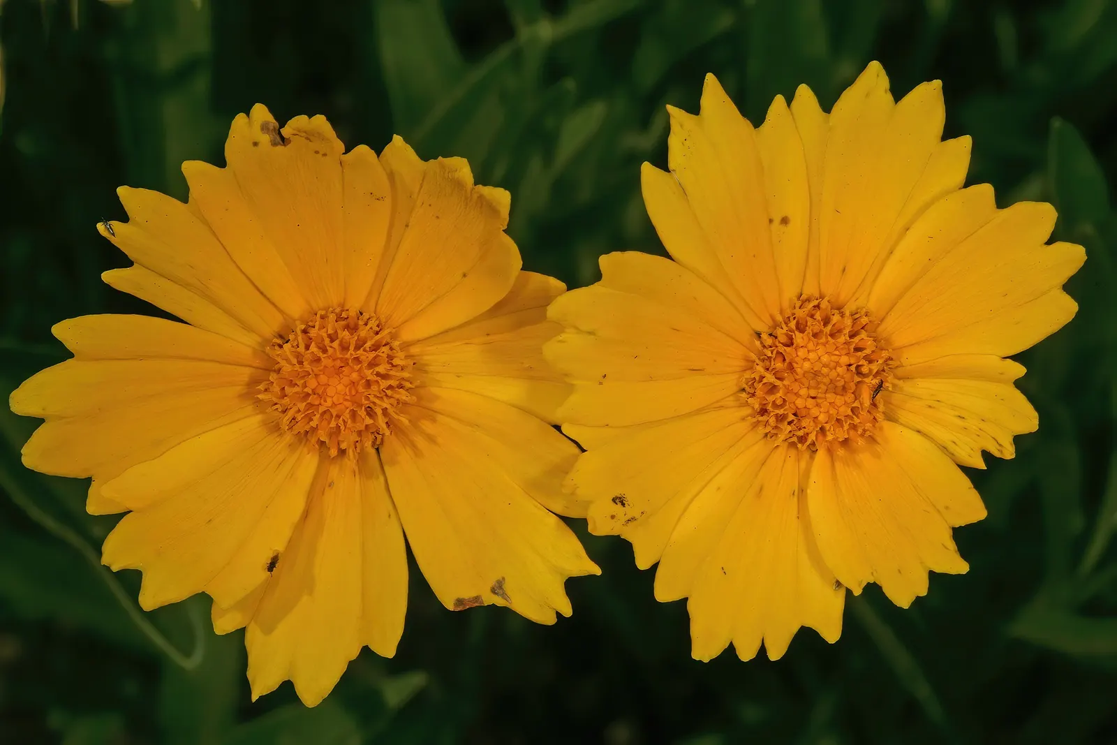 Lance Coreopsis (Coreopsis Lanceolata) — This North American native boasts bright yellow; coreopsis lanceolata enriches any landscape with its, image 64