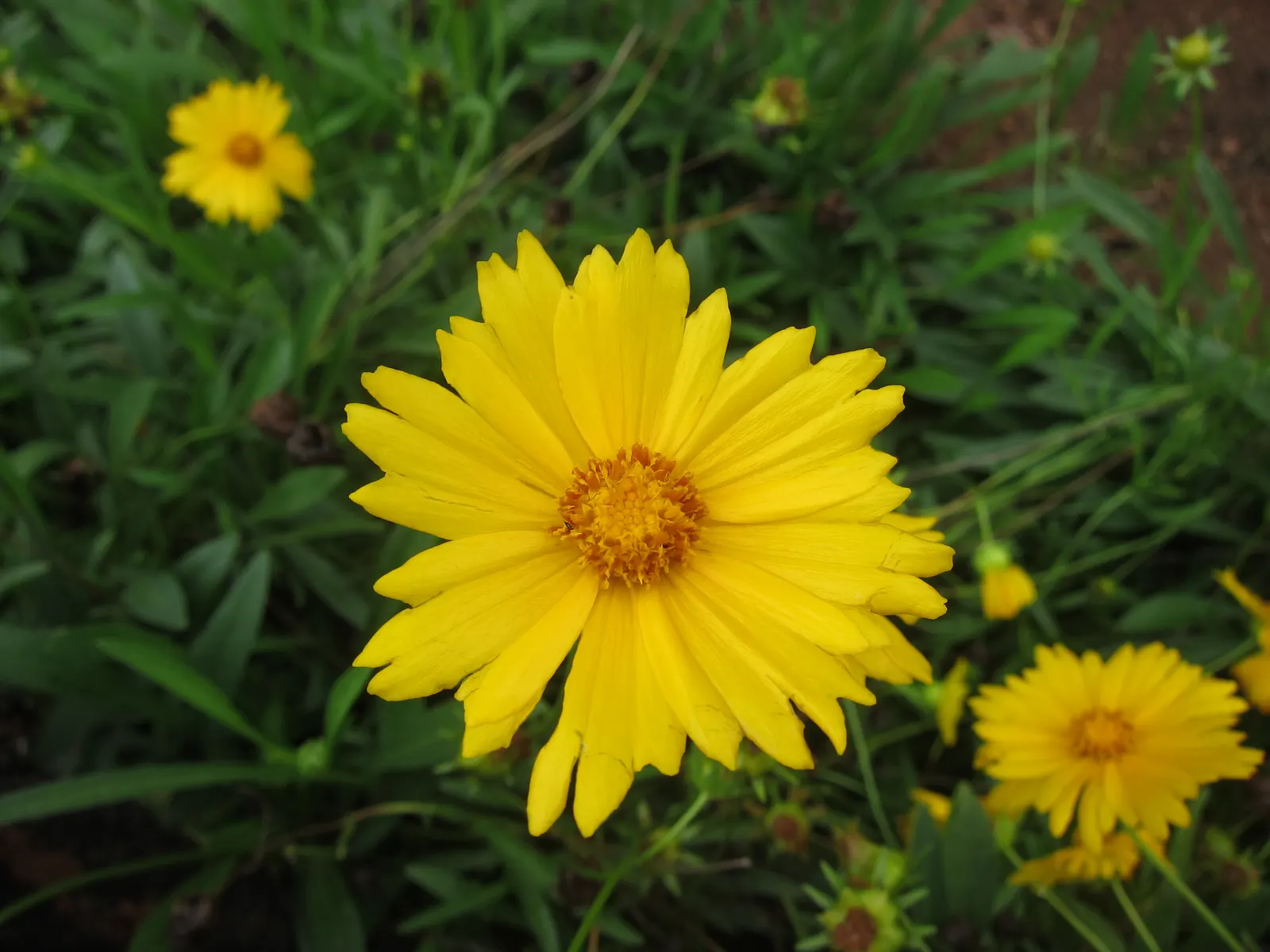 Lance Coreopsis (Coreopsis Lanceolata) — It typically reaches 1-2 ft in height and spreads up to 1 ft; with blossoms reaching about 1 to 2 inches in diameter
