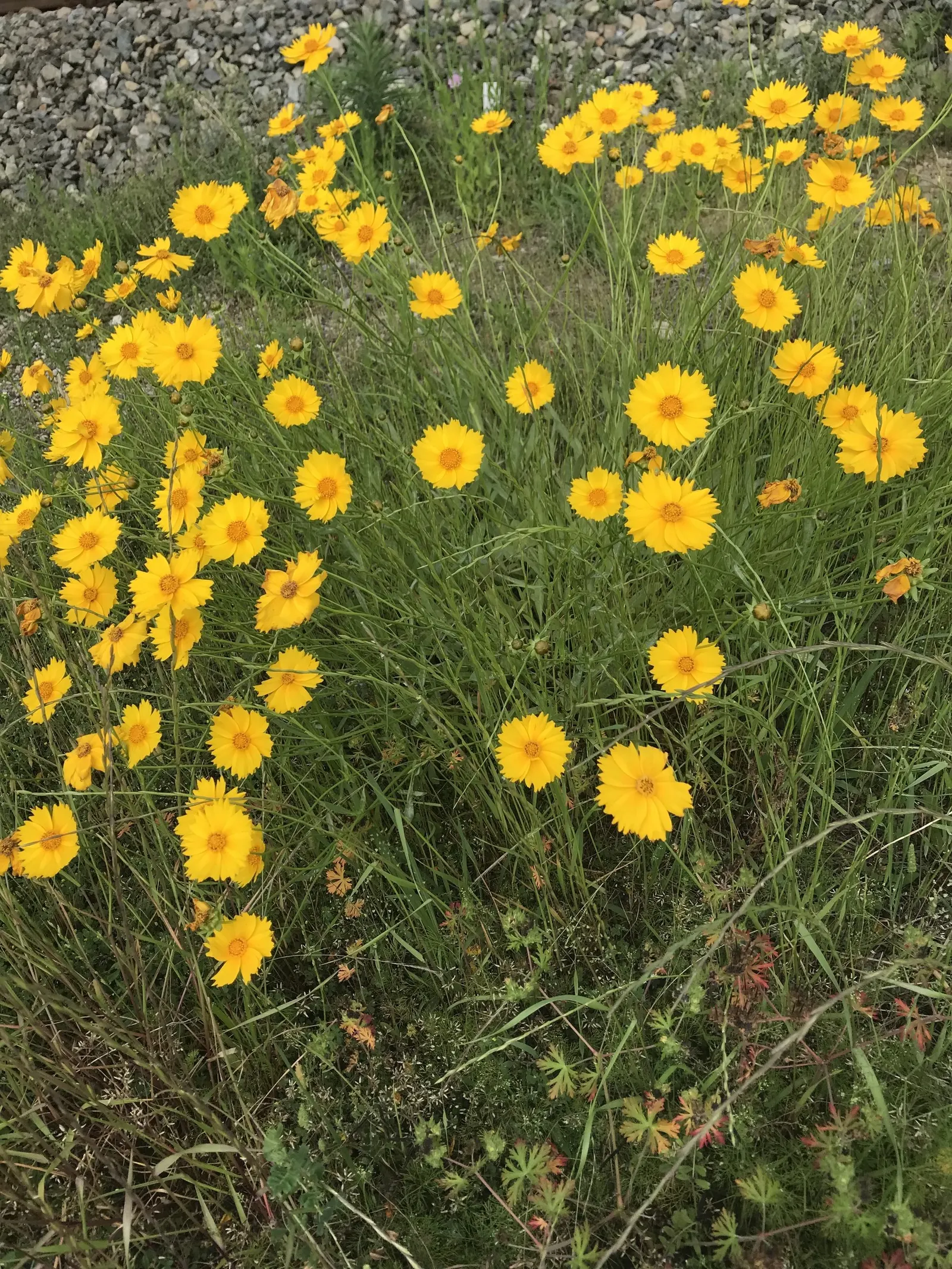 Lance Coreopsis (Coreopsis Lanceolata) — Lance Coreopsis is an excellent attractor of pollinators; with blossoms reaching about 1 to 2 inches in diameter on