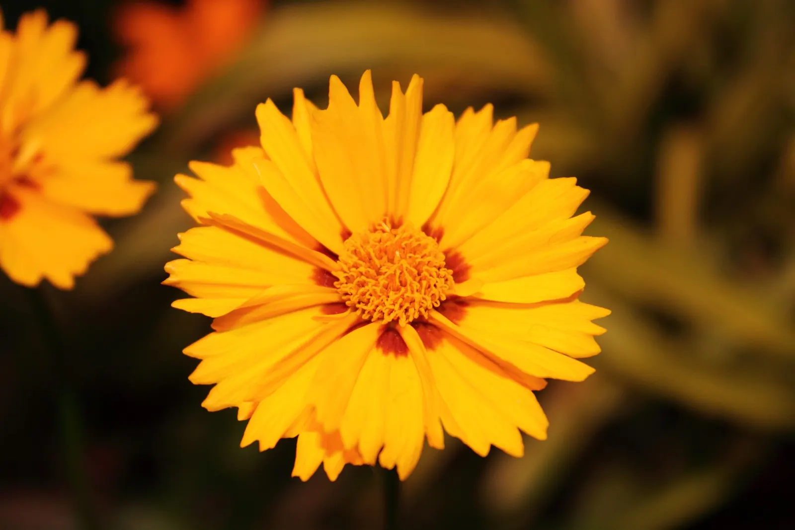 Lance Coreopsis (Coreopsis Lanceolata) — With blossoms reaching about 1 to 2 inches in diameter on stems that can grow between 1 to 2 feet tall; lance