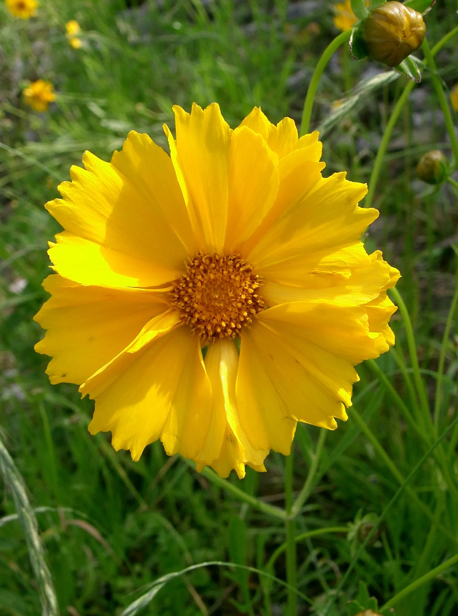 Lance Coreopsis (Coreopsis Lanceolata) — though with proper deadheading; coreopsis lanceolata enriches any landscape with its sunny blooms