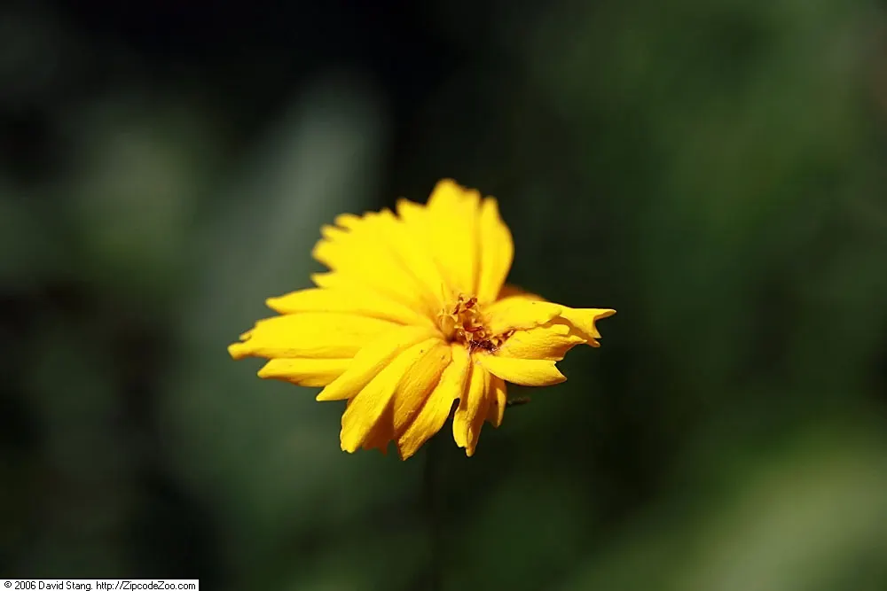 Lance Coreopsis (Coreopsis Lanceolata) — Its lance-shaped leaves attract pollinators, adding vibrancy to gardens; coreopsis lanceolata enriches any landscape
