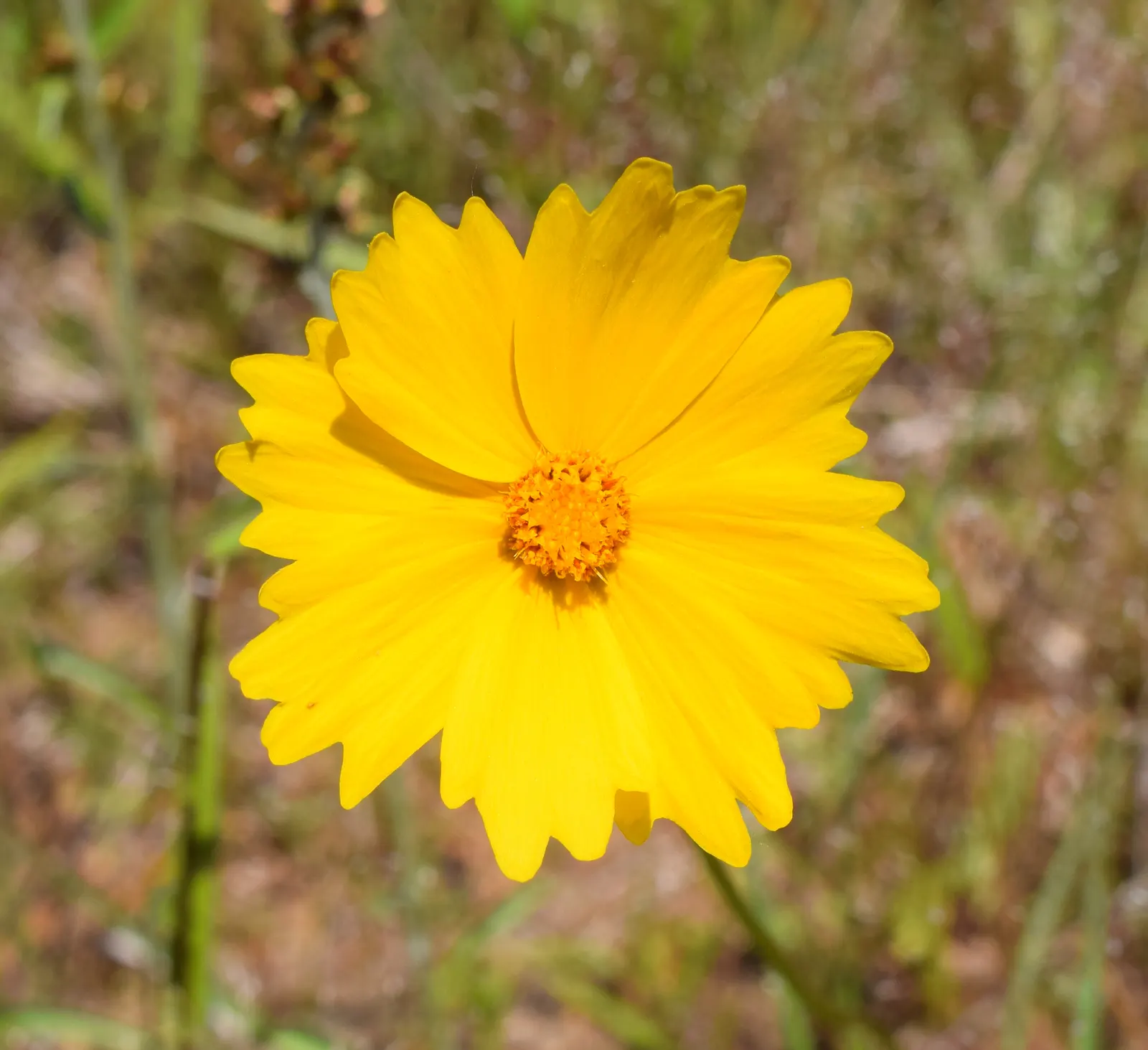 Lance Coreopsis (Coreopsis Lanceolata) — yellow flowers in the garden; with blossoms reaching about 1 to 2 inches in diameter on stems that can grow between 1