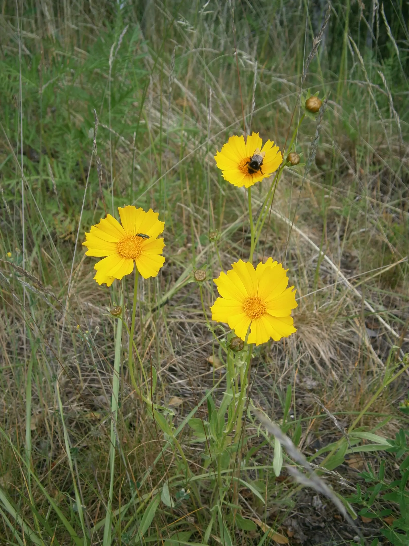 Lance Coreopsis (Coreopsis Lanceolata) — It thrives best in full sunlight and is adaptable to a variety of soil conditions