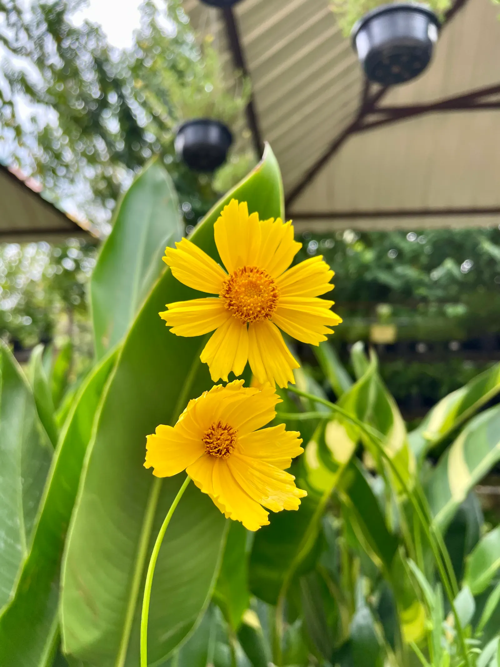 Lance Coreopsis (Coreopsis Lanceolata) — it can extend its vivid display into the fall; its lance-shaped leaves attract pollinators, adding vibrancy to gardens