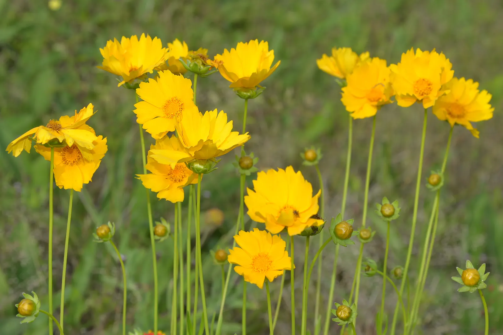 Lance Coreopsis (Coreopsis Lanceolata) — Remarkably drought-tolerant once established