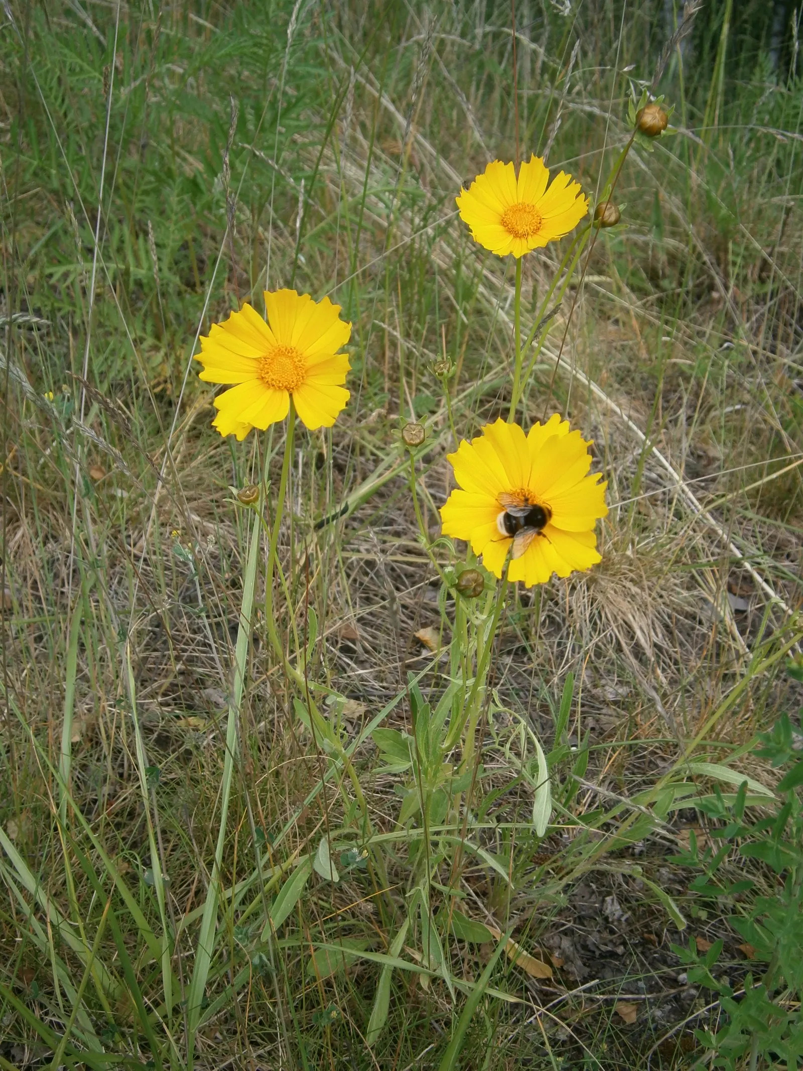 Lance Coreopsis (Coreopsis Lanceolata) — though with proper deadheading
