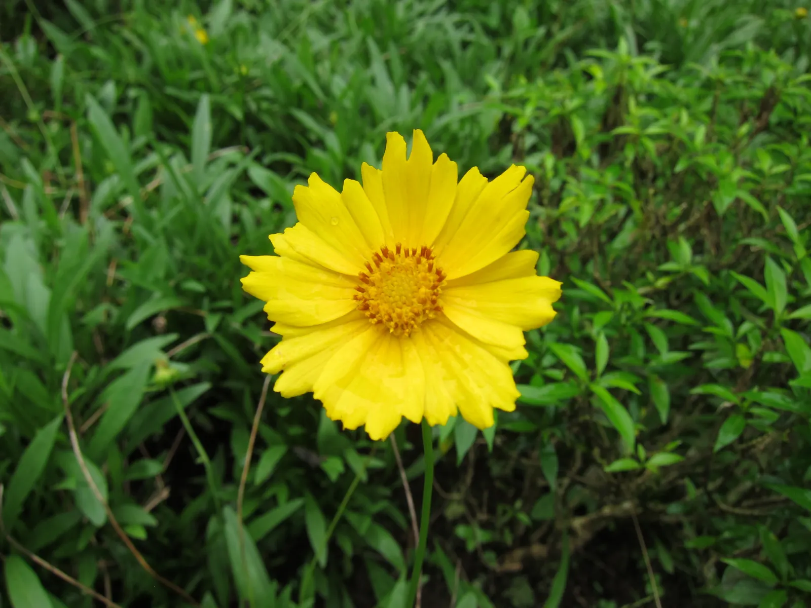 Lance Coreopsis (Coreopsis Lanceolata) — daisy-like flowers with a distinctive; its lance-shaped leaves attract pollinators, adding vibrancy to gardens