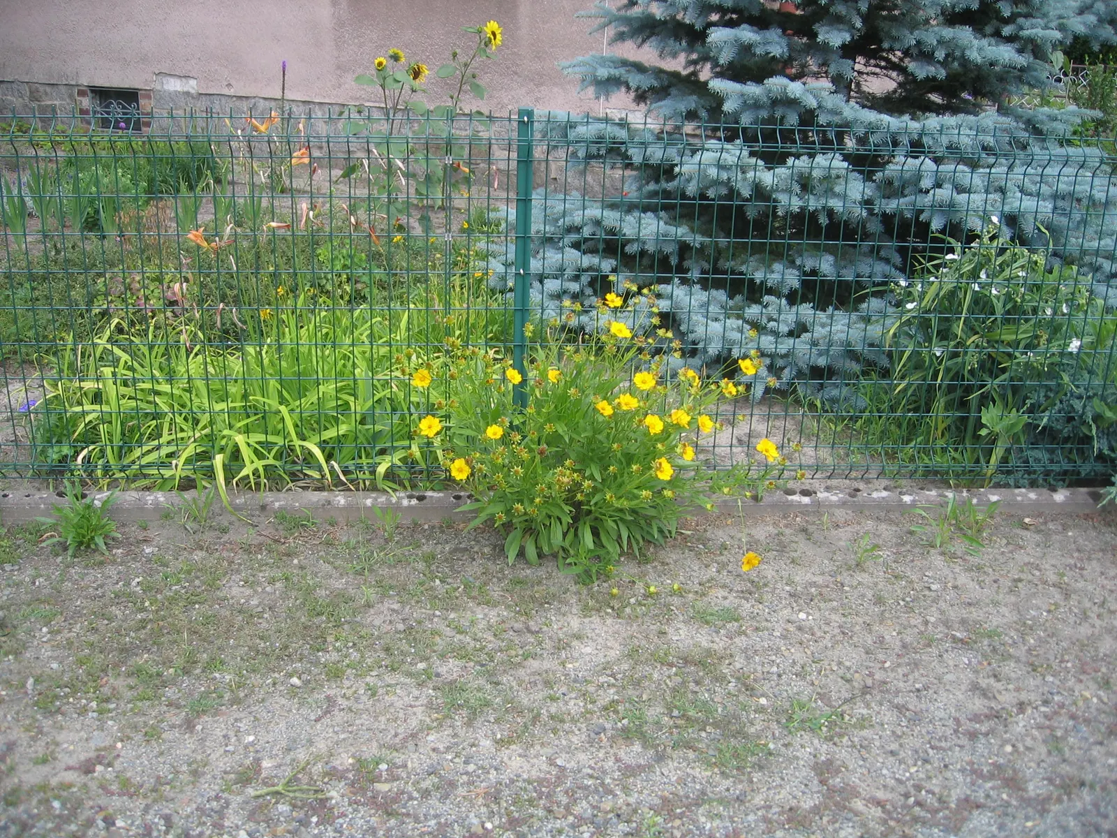 Lance Coreopsis (Coreopsis Lanceolata) — it can extend its vivid display into the fall