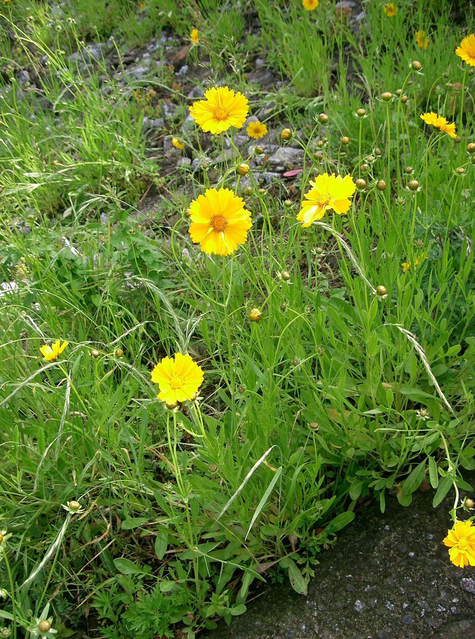 Lance Coreopsis (Coreopsis Lanceolata) — Remarkably drought-tolerant once established; coreopsis lanceolata enriches any landscape with its sunny blooms