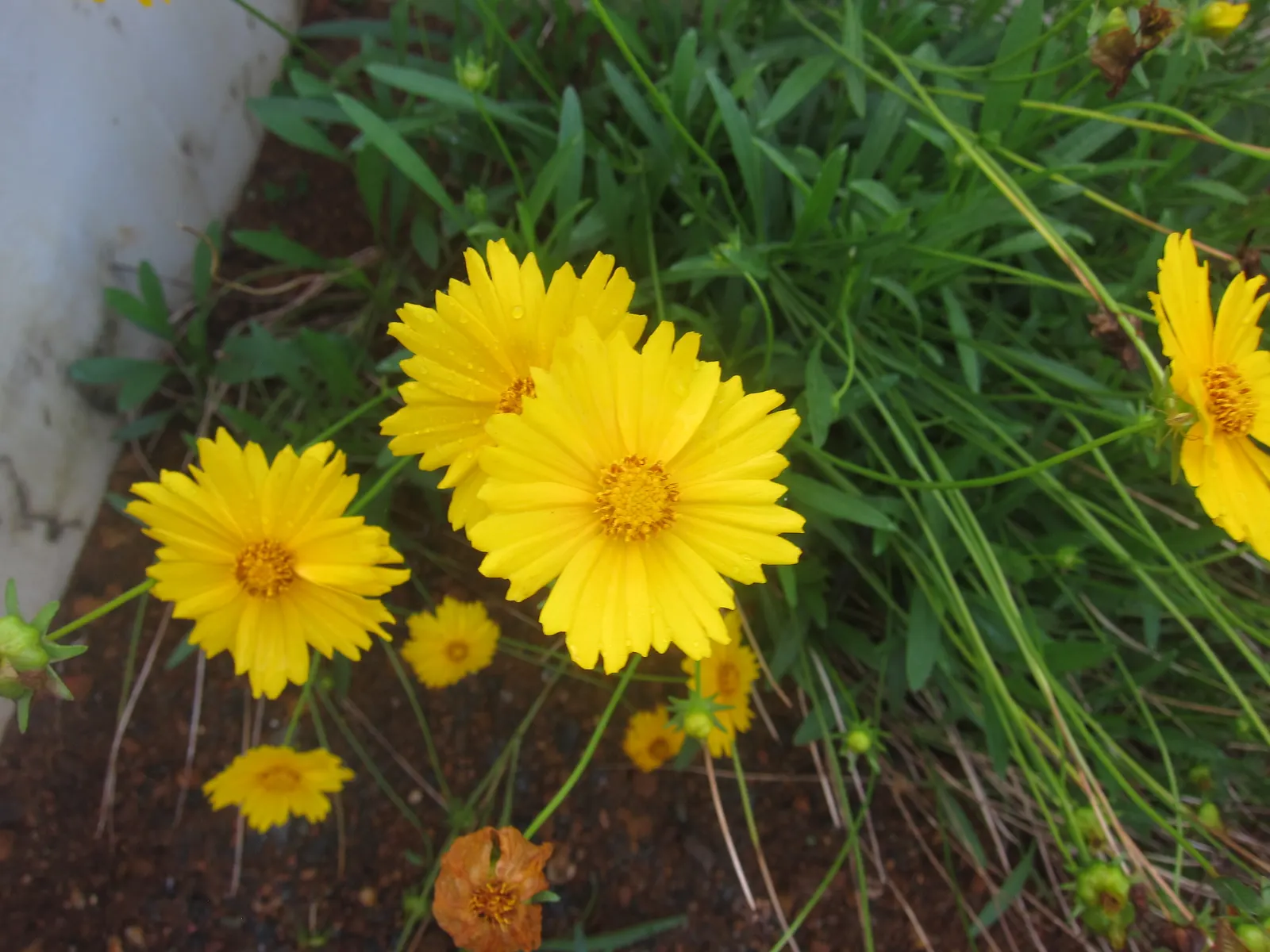 Lance Coreopsis (Coreopsis Lanceolata) — commonly referred to as Lance Coreopsis or Lanceleaf Tickseed; with blossoms reaching about 1 to 2 inches in diameter