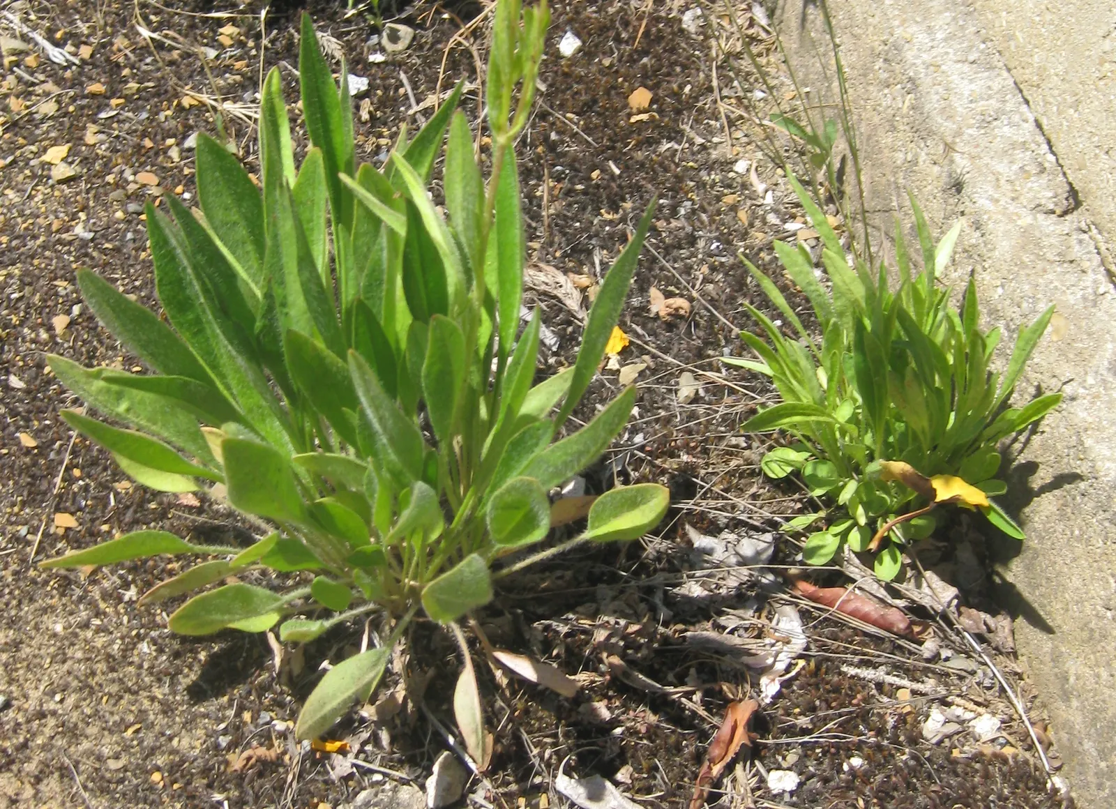 Lance Coreopsis (Coreopsis Lanceolata) — It typically reaches 1-2 ft in height and spreads up to 1 ft