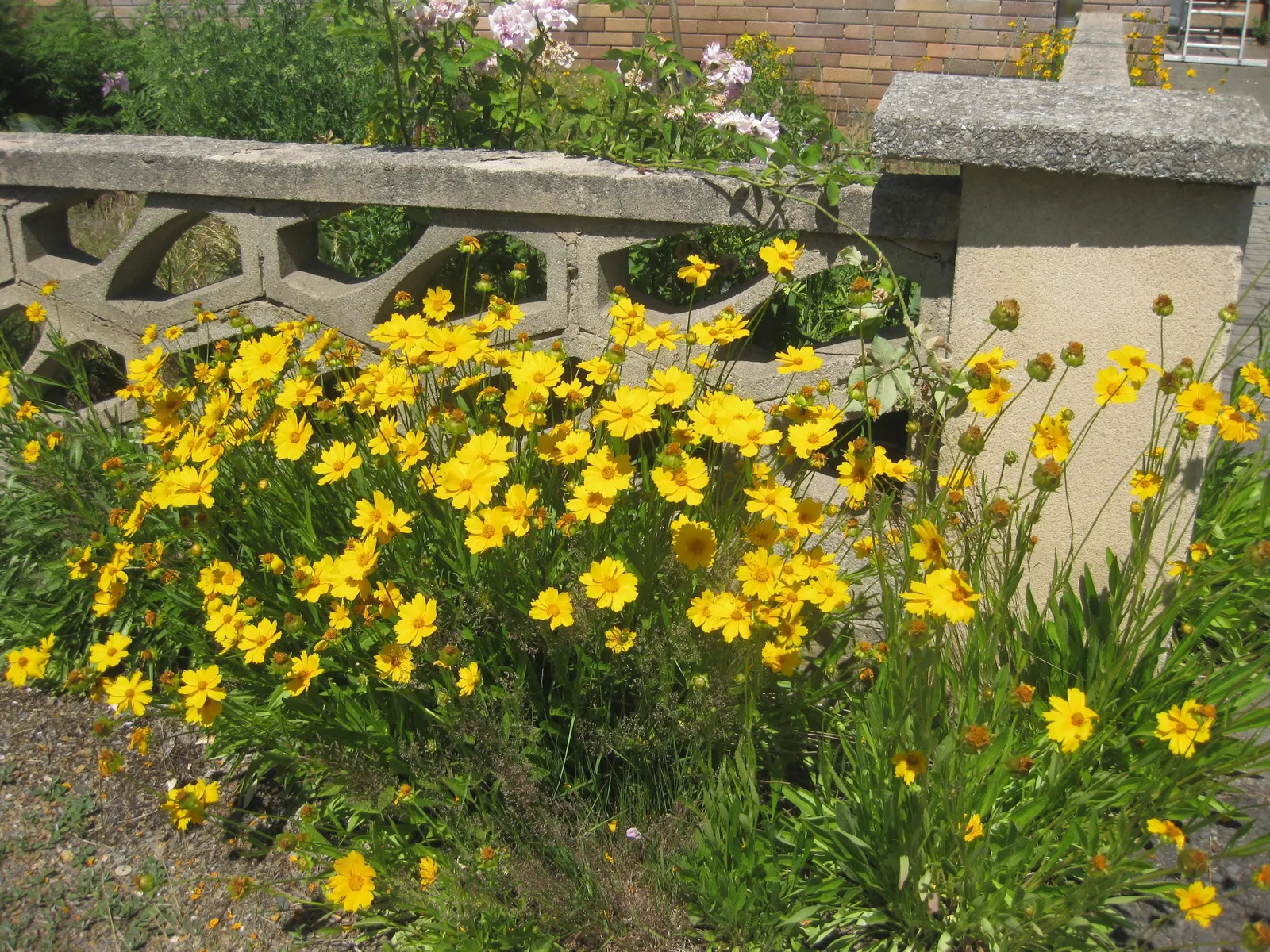 Lance Coreopsis (Coreopsis Lanceolata) — ranging from sandy to loamy but prefers well-drained soils