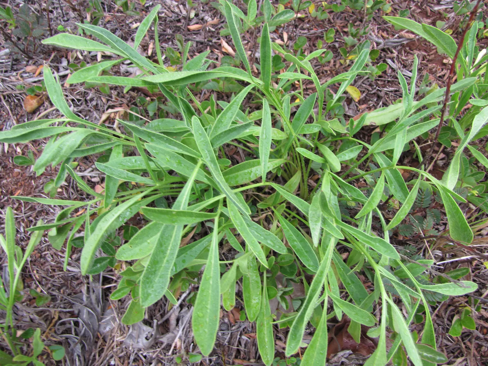 Lance Coreopsis (Coreopsis Lanceolata) — For maximum visual impact; its lance-shaped leaves attract pollinators, adding vibrancy to gardens