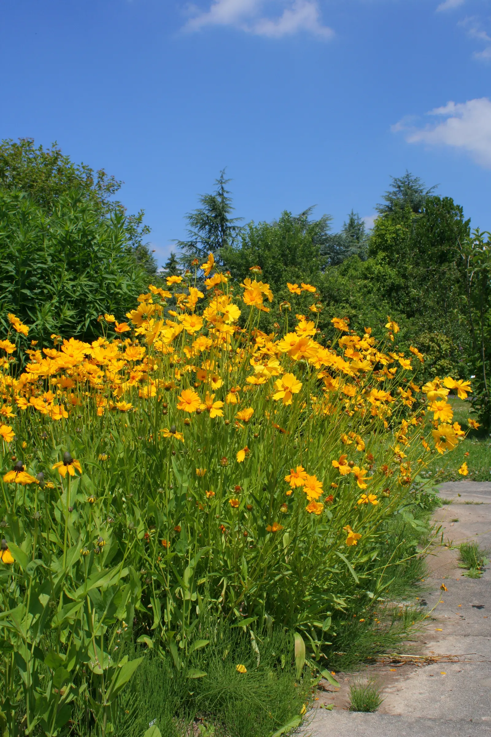 Lance Coreopsis (Coreopsis Lanceolata) — it‚Äôs a low-maintenance option ideal for borders; its lance-shaped leaves attract pollinators, adding vibrancy to