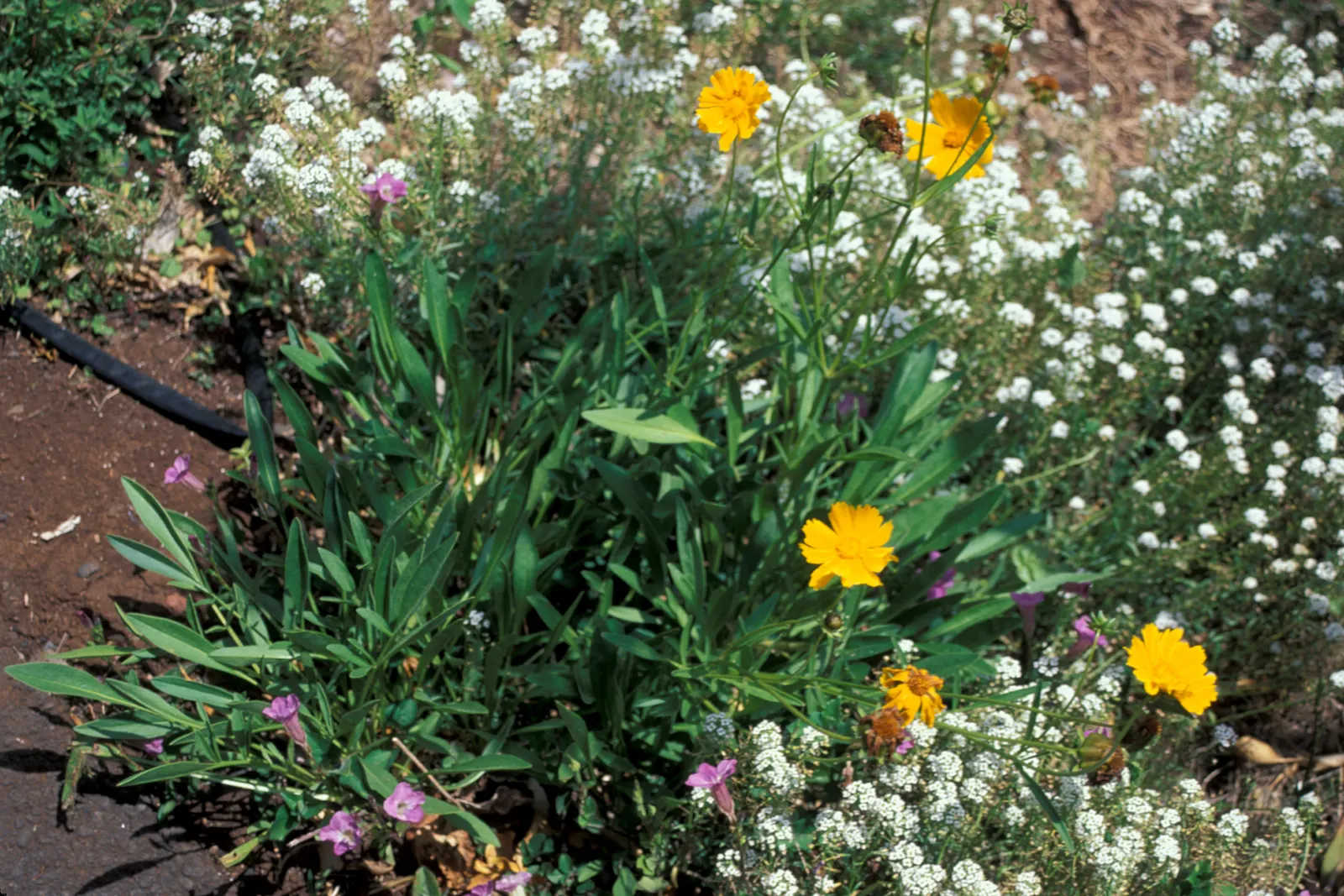 Lance Coreopsis (Coreopsis Lanceolata) — plant in groups or mass plantings spaced about 1 foot to 18 inches apart; with blossoms reaching about 1 to 2 inches