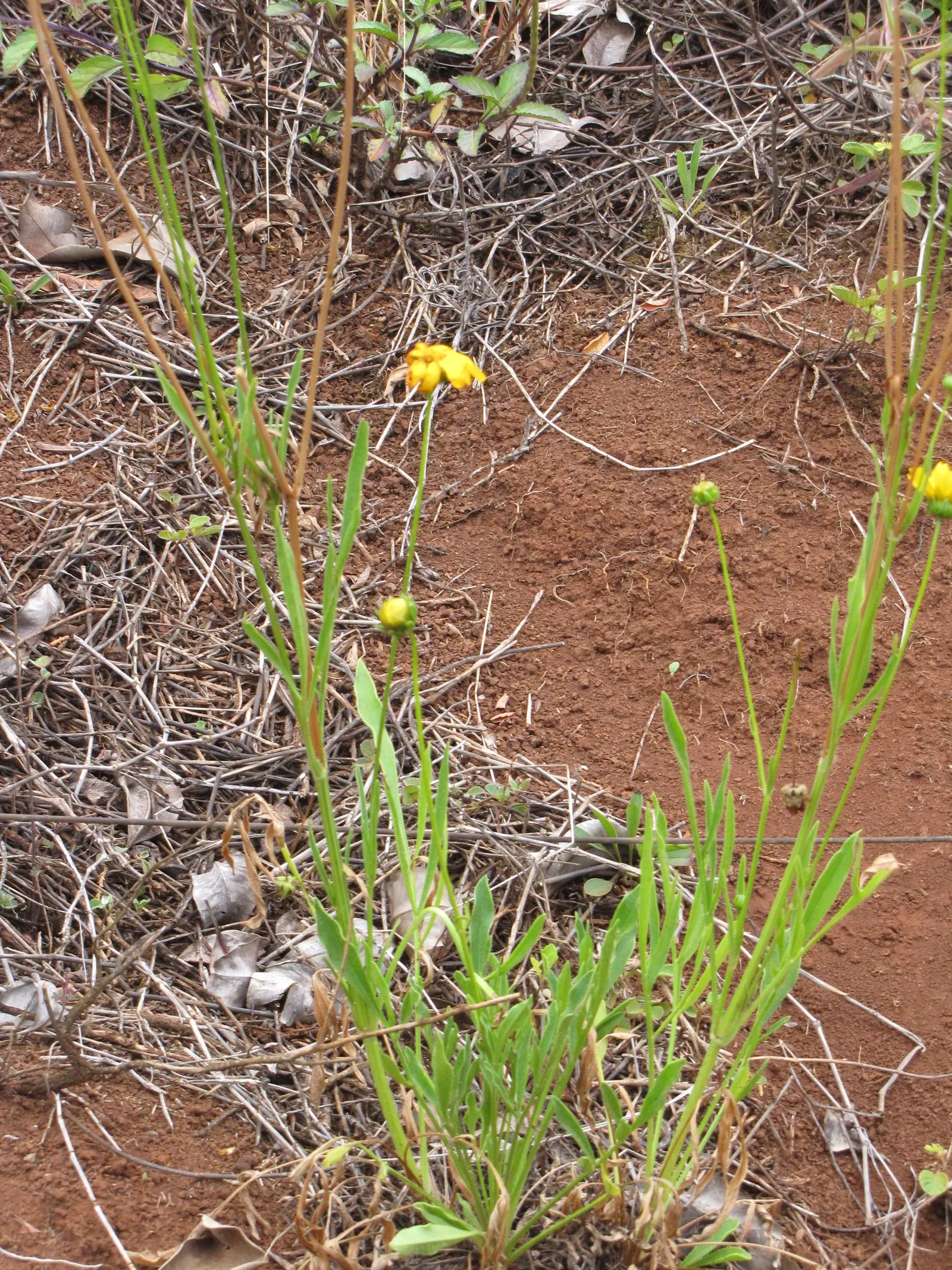 Lance Coreopsis (Coreopsis Lanceolata) — commonly referred to as Lance Coreopsis or Lanceleaf Tickseed; with blossoms reaching about 1 to 2 inches, image 62