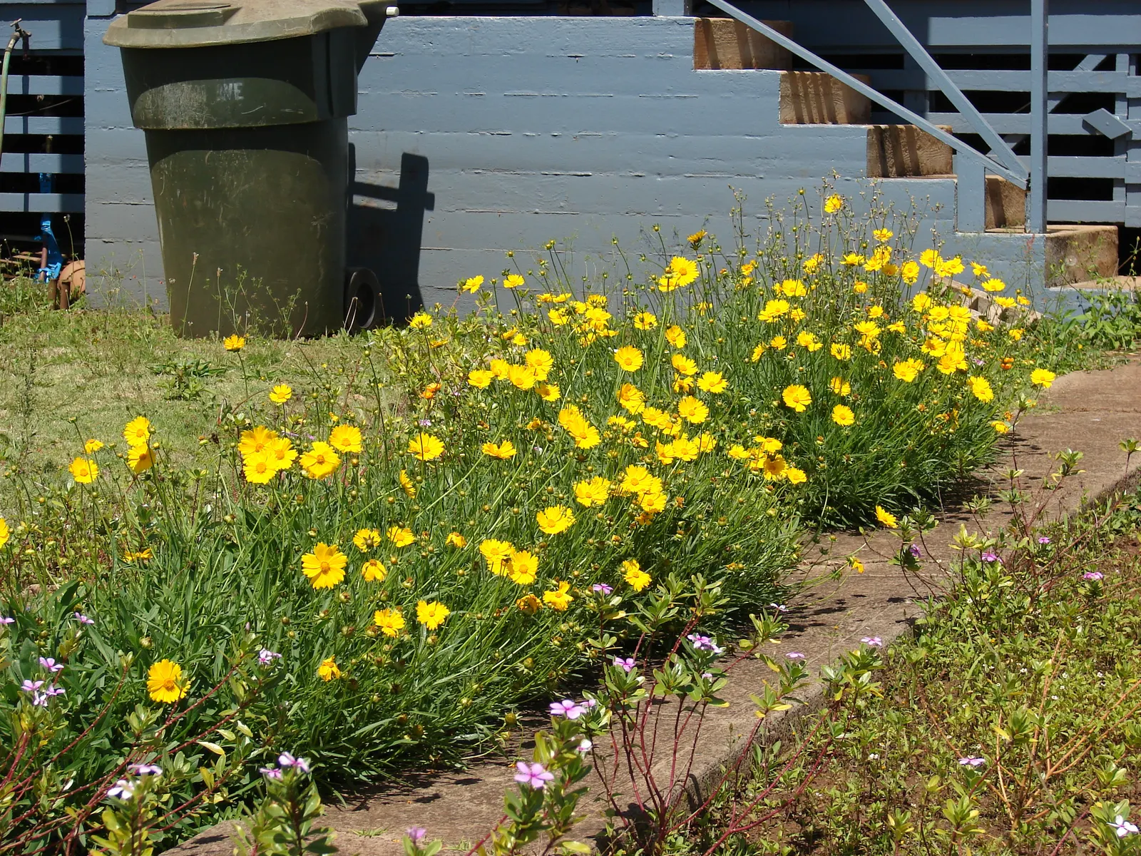 Lance Coreopsis (Coreopsis Lanceolata) — daisy-like flowers with a distinctive; its lance-shaped leaves attract pollinators, adding vibrancy to, image 65
