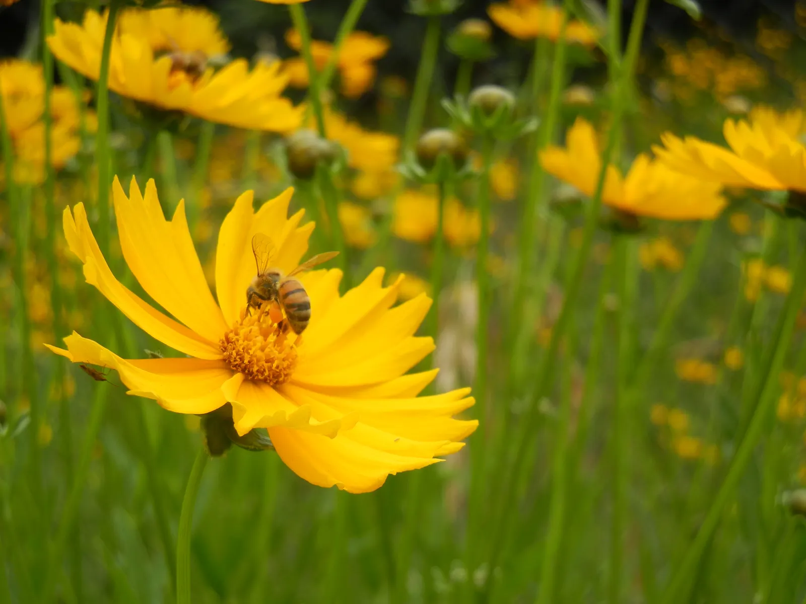 Lance Coreopsis (Coreopsis Lanceolata) — With blossoms reaching about 1 to 2 inches in diameter on stems that can grow between 1 to 2 feet tall