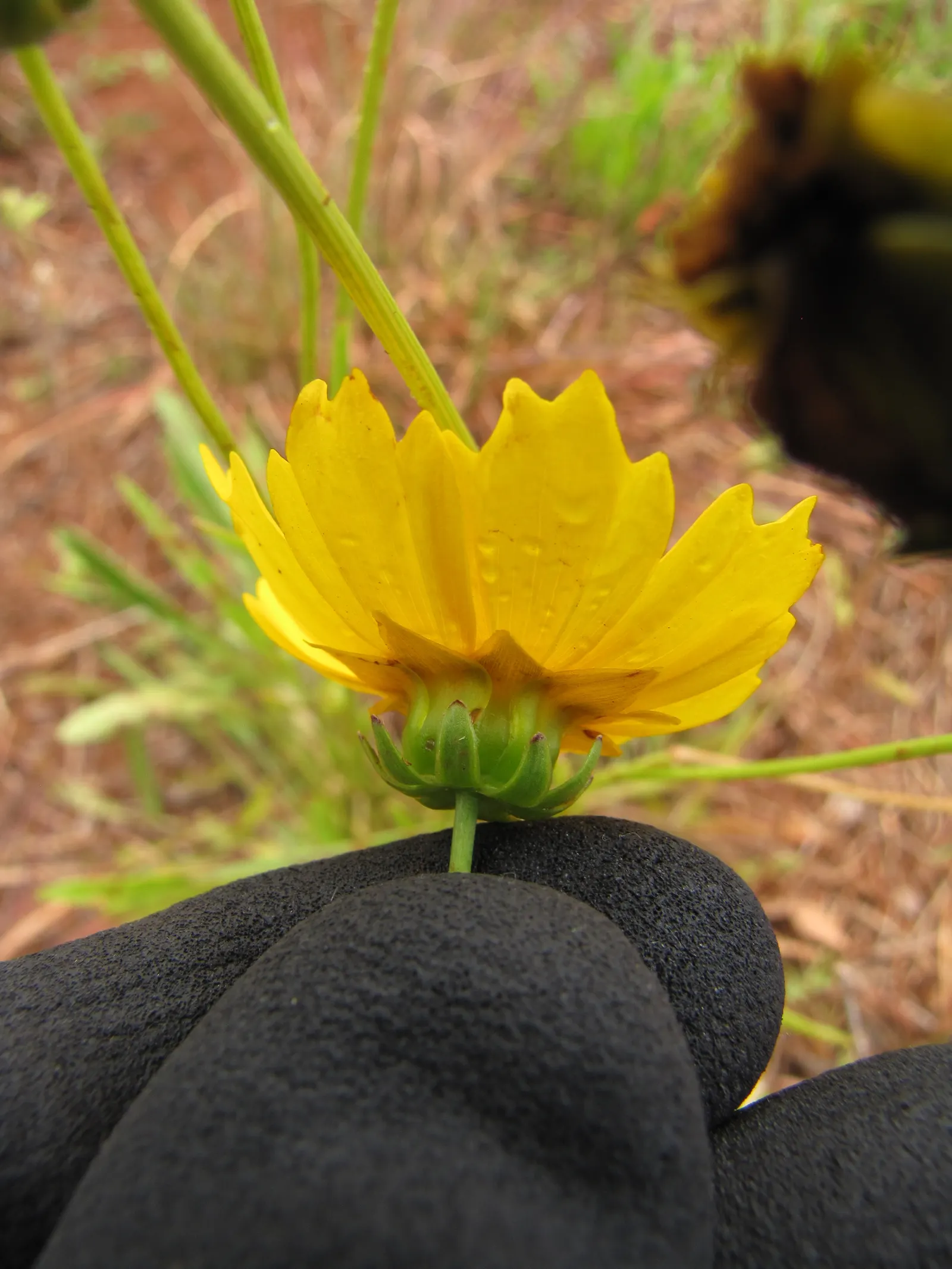 Lance Coreopsis (Coreopsis Lanceolata) — perennial with yellow blooms; lance Coreopsis is an excellent attractor of pollinators